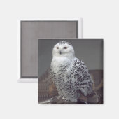 Snowy Owl magnet (Voorkant / Achterkant)