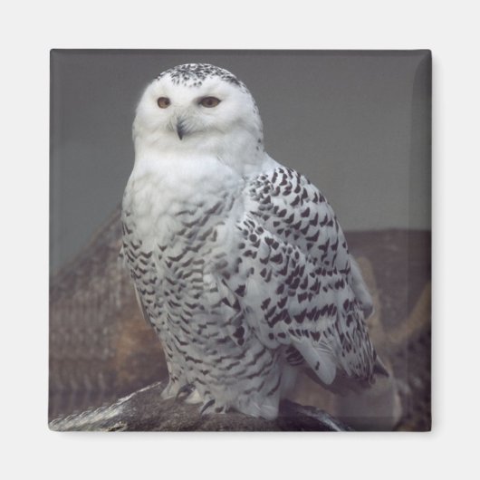 Snowy Owl magnet (Voorkant)