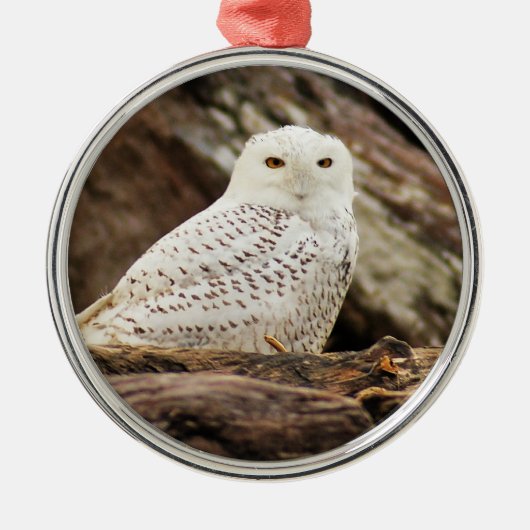 Snowy Owl met Kerstmis Metalen Ornament (Voorkant)