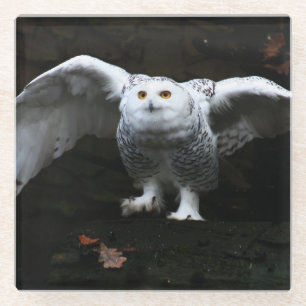 Snowy Owl met open klooster van Wings Glazen Onderzetter