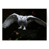 Snowy Owl met open wingboog (Voorkant Horizontaal)