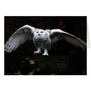 Snowy Owl met open wingboog