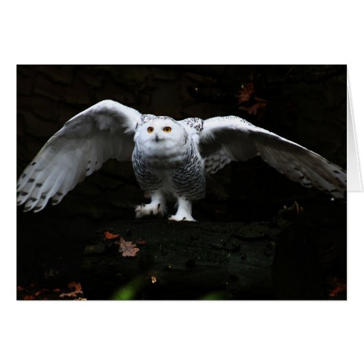 Snowy Owl met open wingboog (Voorkant Horizontaal)