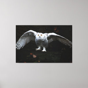 Snowy Owl met open Wings 60x40 (150x100cm) Canvas Afdruk