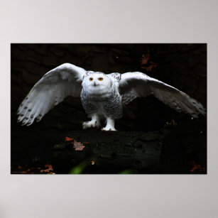 Snowy Owl met open Wings-Poster Poster