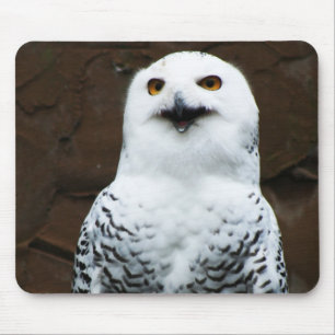 Snowy Owl mpcna Muismat