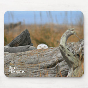 Snowy Owl Muismat