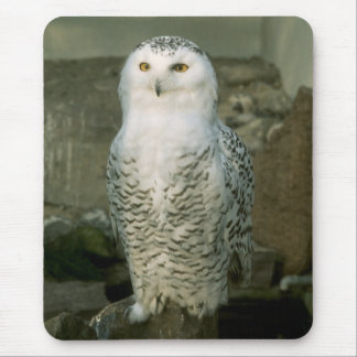 Snowy owl muismat