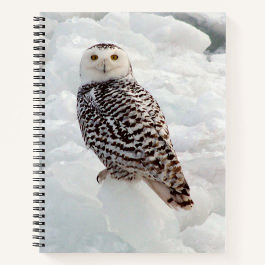 Snowy Owl notitieboek (Voorkant)