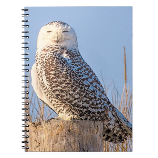 Snowy owl - notitieboek (Voorkant)