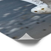 Snowy Owl on Beach Poster (Hoek)