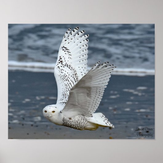 Snowy Owl on Beach Poster (Voorkant)
