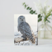 Snowy Owl on fence Briefkaart (Staand voorkant)