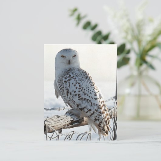 Snowy Owl on fence Briefkaart (Staand voorkant)
