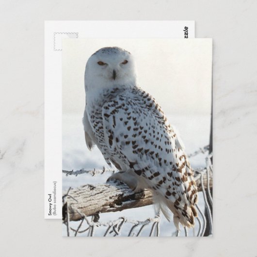 Snowy Owl on fence Briefkaart (Voorkant / Achterkant)