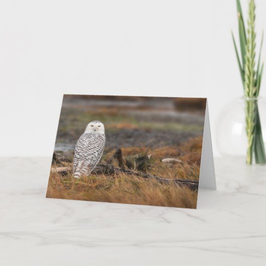 Snowy Owl op een boomstam Kaart (Voorkant)