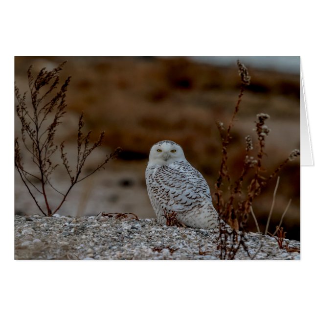 Snowy owl op een rots (Voorkant Horizontaal)