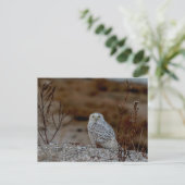 Snowy owl op een rots briefkaart (Staand voorkant)