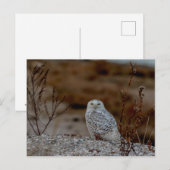 Snowy owl op een rots briefkaart (Voorkant / Achterkant)