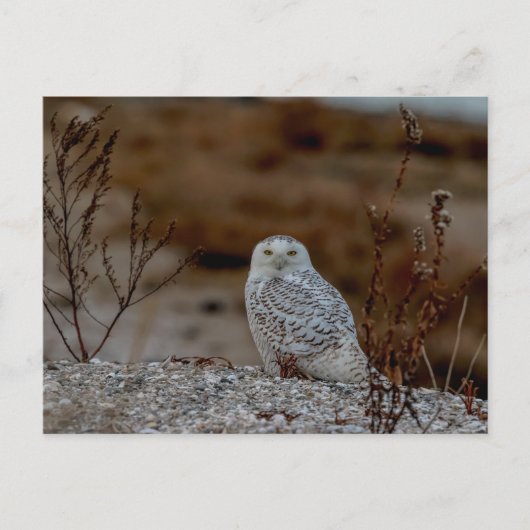 Snowy owl op een rots briefkaart (Voorkant)