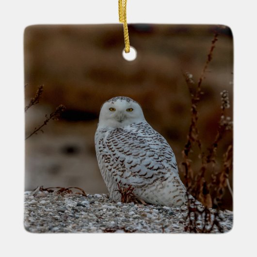 Snowy owl op een rots keramisch ornament (Voorkant)