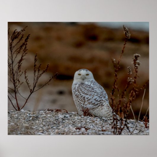 Snowy owl op een rots poster (Voorkant)