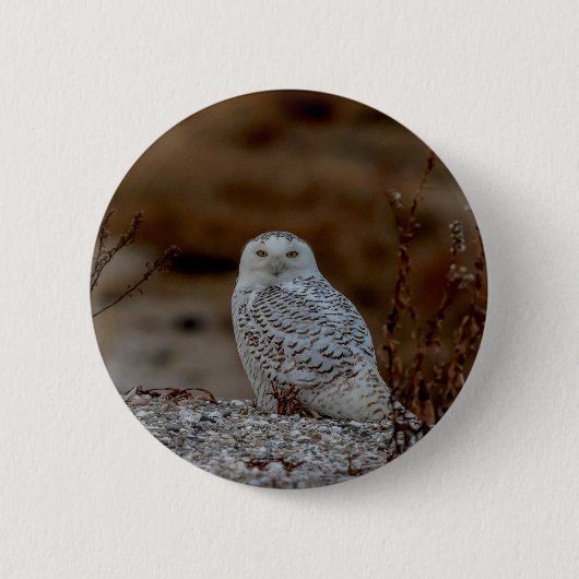 Snowy owl op een rots ronde button 5,7 cm (Voorkant)