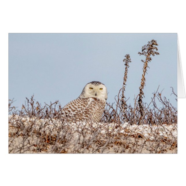 Snowy owl op het strand (Voorkant Horizontaal)
