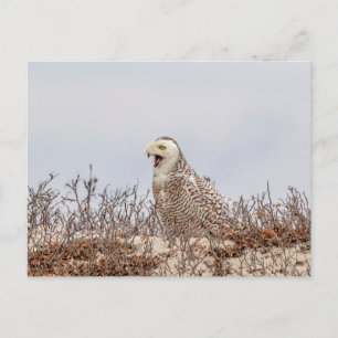 Snowy owl op het strand briefkaart