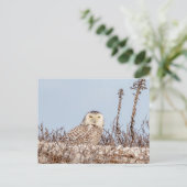 Snowy owl op het strand briefkaart (Staand voorkant)