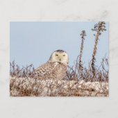 Snowy owl op het strand briefkaart (Voorkant)