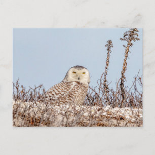 Snowy owl op het strand briefkaart