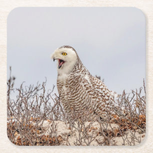 Snowy owl op het strand kartonnen onderzetters
