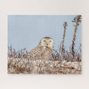Snowy owl op het strand legpuzzel