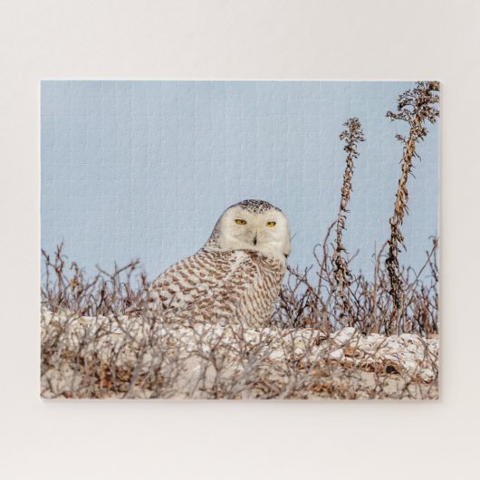 Snowy owl op het strand legpuzzel (Horizontaal)
