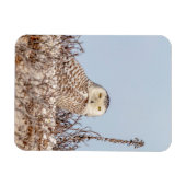 Snowy owl op het strand magneet (Horizontaal)