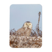 Snowy owl op het strand magneet (Verticaal)