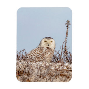Snowy owl op het strand magneet