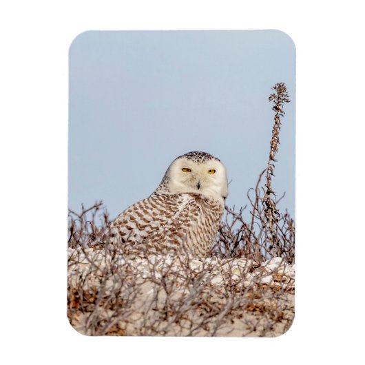 Snowy owl op het strand magneet (Verticaal)