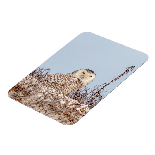 Snowy owl op het strand magneet (Linkerzijde)