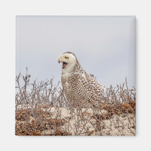 Snowy owl op het strand magneet