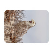 Snowy owl op het strand magneet (Horizontaal)