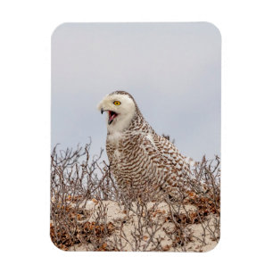 Snowy owl op het strand magneet