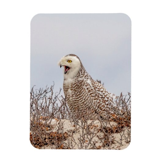 Snowy owl op het strand magneet (Verticaal)
