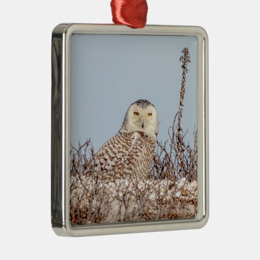 Snowy owl op het strand metalen ornament (Rechts)
