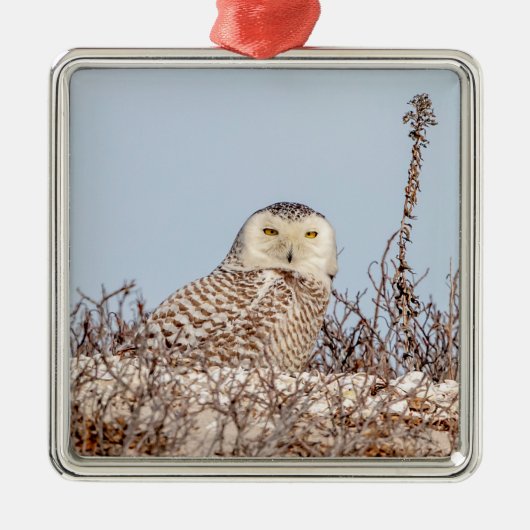 Snowy owl op het strand metalen ornament (Voorkant)