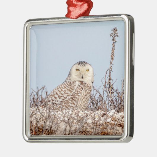 Snowy owl op het strand metalen ornament (Links)