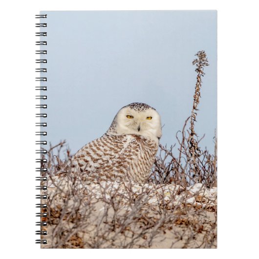 Snowy owl op het strand notitieboek (Voorkant)