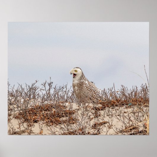 Snowy owl op het strand poster (Voorkant)