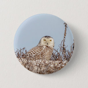 Snowy owl op het strand ronde button 5,7 cm